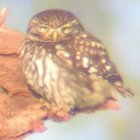 chouette_6.jpg