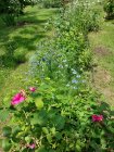 20250615_Au_jardin_de_l039herboristerie_3.jpg