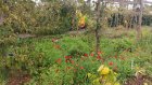 JardinMancelle.jpg