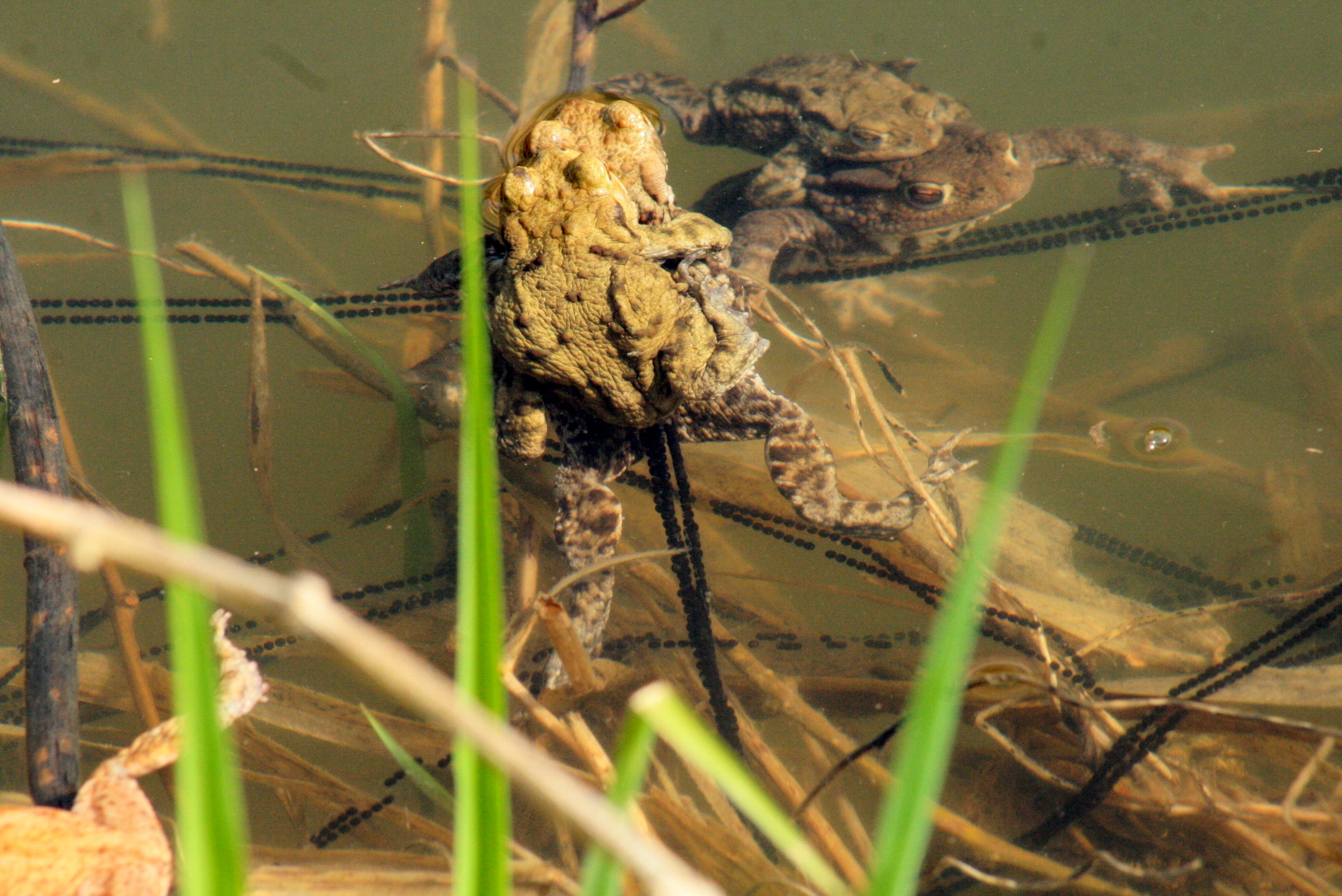 HainautNaturellement_img_1626.jpg
